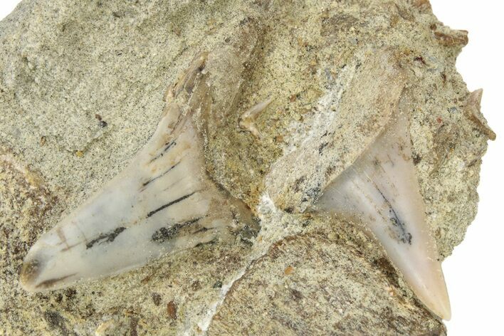 Two Shark Teeth Fossil on Sandstone - Bakersfield, CA #238327